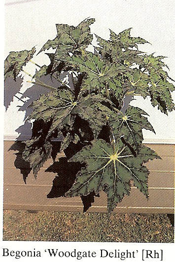 B. ‘Woodgate Delight’
